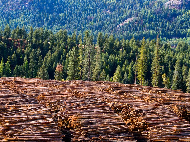 Canadian lumber